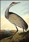 John James Audubon Hooping Crane painting